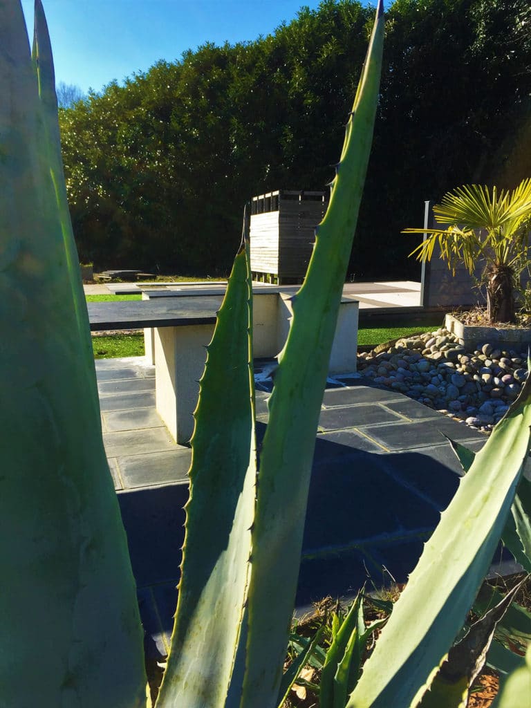 Grandes feuilles d&rsquo;alo&egrave;s dans un jardin moderne.